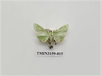 藏品(螟蛾317)的圖片